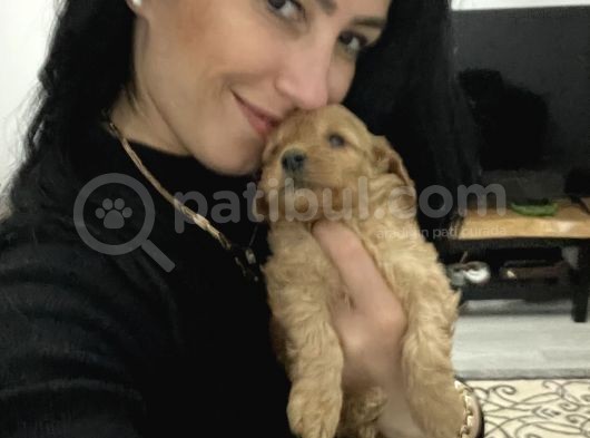 Maltipoo Yavrularım Sağlık Ve Irk Garantilidir görsel