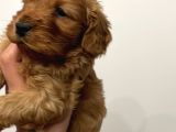 Maltipoo Yavrularım Sağlık Ve Irk Garantilidir