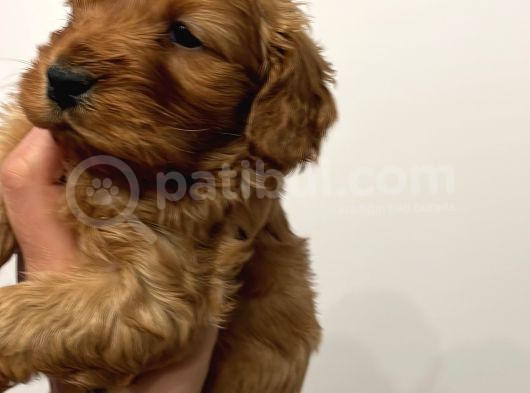 Maltipoo Yavrularım Sağlık Ve Irk Garantilidir görsel