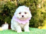 Safkan Maltese Terri̇er Yavru