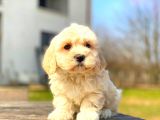 Mi̇ni̇ Boy Malti̇po Erkek
