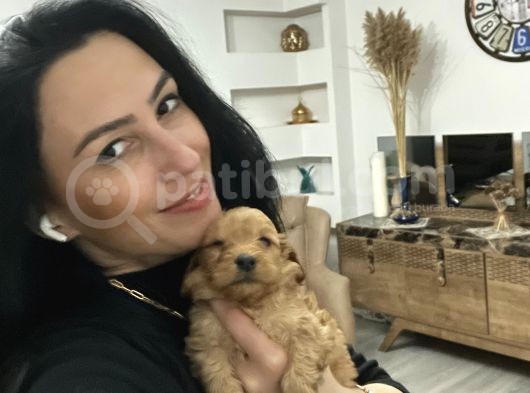 Maltipoo Yavrularım Sağlık Ve Irk Garantilidir görsel