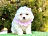 Safkan Maltese Terri̇er Yavru