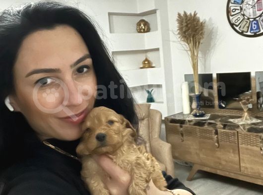 Maltipoo Yavrularım Sağlık Ve Irk Garantilidir görsel