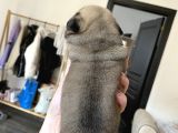 Pug Mops Kayisi Rengi̇ Di̇şi̇