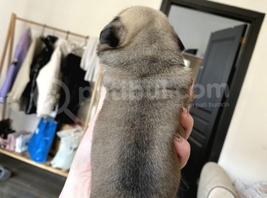 Pug Mops Kayisi Rengi̇ Di̇şi̇ görsel
