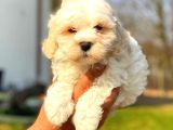 Malti̇po Di̇şi̇ Sütlü Kahveli̇