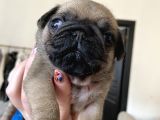 Pug Mops Kayisi Rengi̇ Di̇şi̇