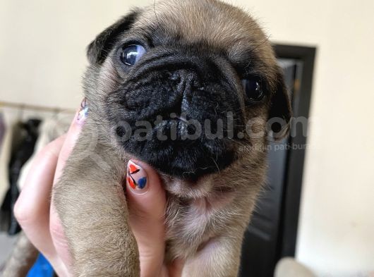 Pug Mops Kayisi Rengi̇ Di̇şi̇ görsel