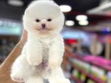 Ayı Surat, Belgeli Pomeranian Boo Yavrularımız