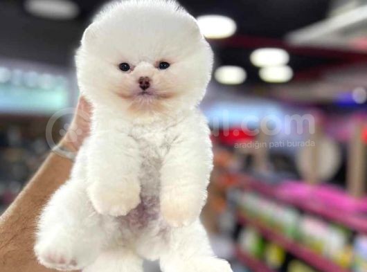 Ayı Surat, Belgeli Pomeranian Boo Yavrularımız görsel