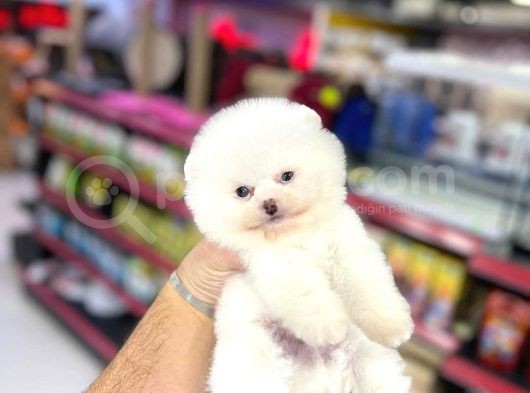 Ayı Surat, Belgeli Pomeranian Boo Yavrularımız görsel