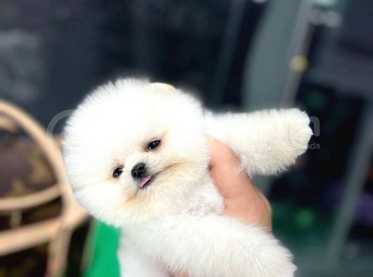 Ayı Surat, Belgeli Pomeranian Boo Yavrularımız