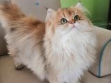Muhteşem Kalite British Longhair Ny 25