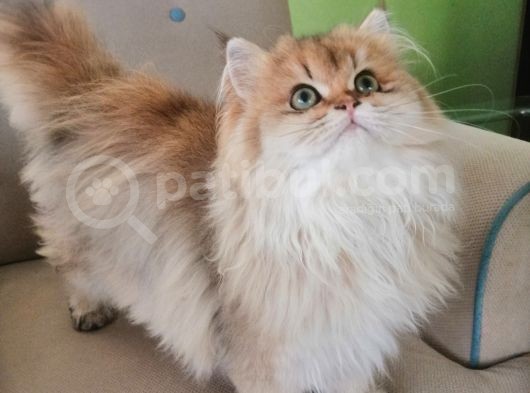 Muhteşem Kalite British Longhair Ny 25 görsel