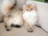 Muhteşem Kalite British Longhair Ny 25