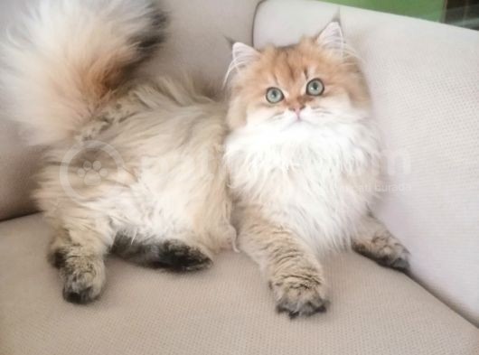 Muhteşem Kalite British Longhair Ny 25 görsel