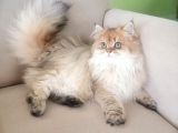 Muhteşem kalite British longhair ny 25