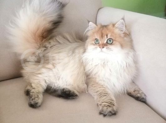 Muhteşem Kalite British Longhair Ny 25