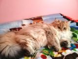 Muhteşem Kalite British Longhair Ny 25