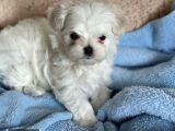 KORE MALTESE