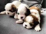Üst kalite Morkie yavrularımız sizlerle