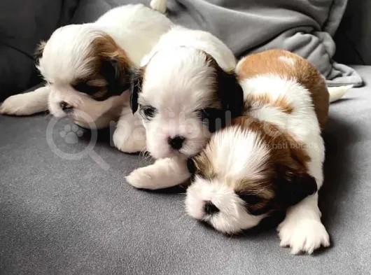Üst Kalite Morkie Yavrularımız Sizlerle