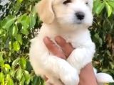 Muhteşem Maltese Terri̇er Yavrulari