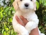 MUHTEŞEM MALTESE TERRİER YAVRULARI