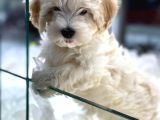 Vonalpet Garanti̇si̇yle Mükemmel Kali̇tede Malti̇poo  Yavrularimiz