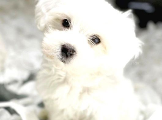 Vonalpet Garanti̇si̇yle Mükemmel Kali̇tede Malti̇poo  Yavrularimiz görsel