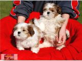 VONALPET GARANTİSİYLE MÜKEMMEL KALİTEDE SHİH TZU YAVRULARIMIZ