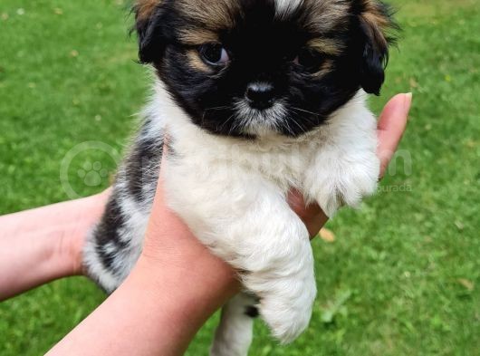 Vonalpet Garanti̇si̇yle Mükemmel Kali̇tede Shi̇h Tzu Yavrularimiz görsel