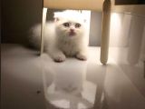 Vonalpet Garanti̇si̇yle Mükemmel Kali̇tede Scotti̇sh Fold Yavrularimiz
