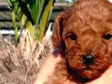 Muhteşem Toy Poodle Yavrularımız