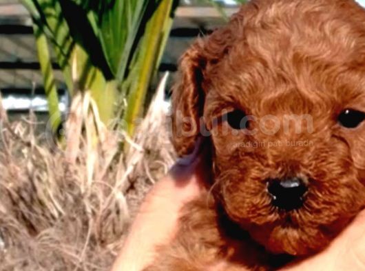 Muhteşem Toy Poodle Yavrularımız görsel