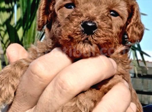 Muhteşem Toy Poodle Yavrularımız