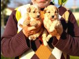 A Klas Maltipoo Yavrularımız Çiftliğimizden