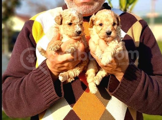 A Klas Maltipoo Yavrularımız Çiftliğimizden görsel