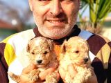 A Klas Maltipoo Yavrularımız Çiftliğimizden
