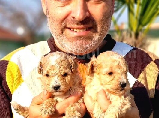 A Klas Maltipoo Yavrularımız Çiftliğimizden görsel