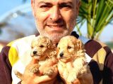 A Klas Maltipoo Yavrularımız Çiftliğimizden