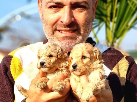 A Klas Maltipoo Yavrularımız Çiftliğimizden görsel
