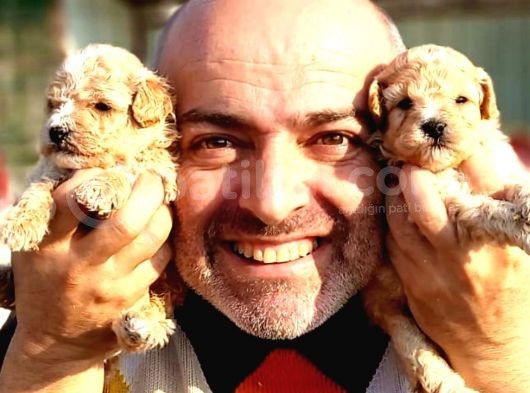 A Klas Maltipoo Yavrularımız Çiftliğimizden görsel