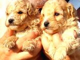 A klas maltipoo yavrularımız çiftliğimizden