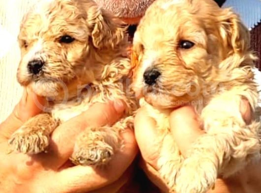 A Klas Maltipoo Yavrularımız Çiftliğimizden