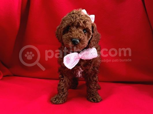 Safkan Toy Poodle Yavrularımız görsel