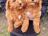 Vonalpet Garanti̇si̇yle Mükemmel Kali̇tede Poodle Yavrularimiz