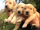 VONALPET GARANTİSİYLE MÜKEMMEL KALİTEDE GOLDEN RETRİEVER  YAVRULARIMIZ