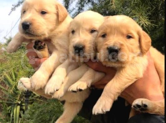 Vonalpet Garanti̇si̇yle Mükemmel Kali̇tede Golden Retri̇ever  Yavrularimiz